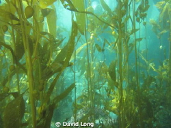 Kelp forest taken at Anacapa Island, one of the Northern ... by David Long 